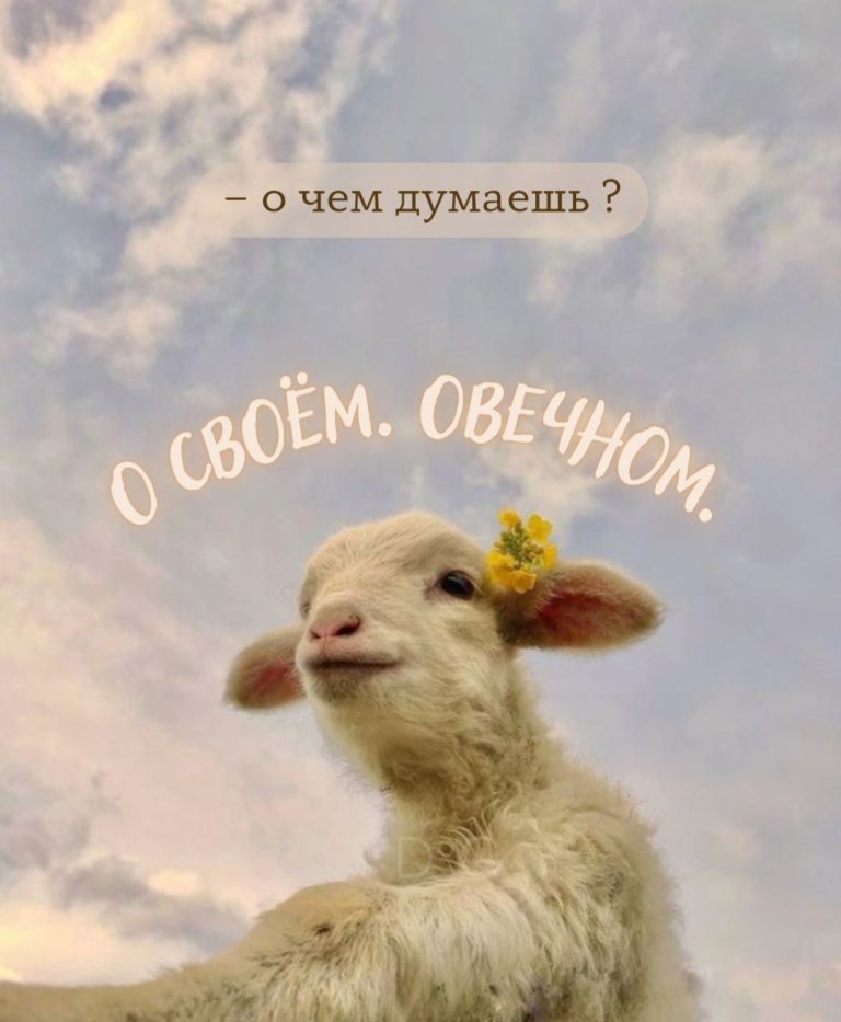 Овечка о вечном. Овечка о вечном.