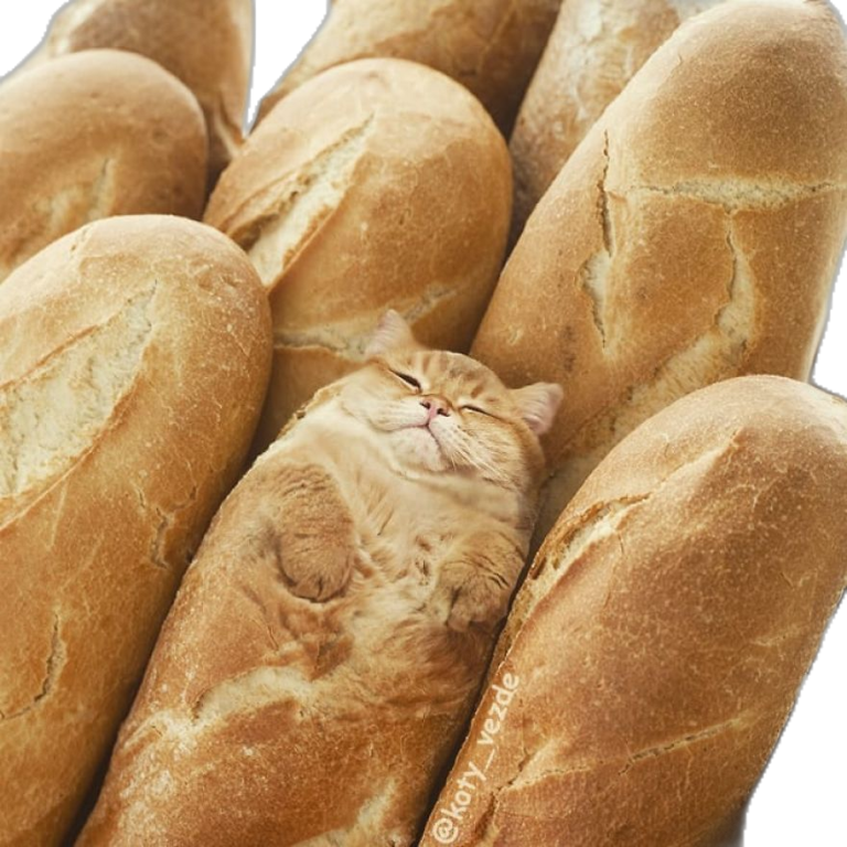 Una creativa imagina cΓ³mo serΓa si todos los animales tuviesen cara de gato – Cultura Inquieta Una creativa imagina cΓ³mo serΓa si todos los animales tuviesen cara de gato – Cultura Inquieta