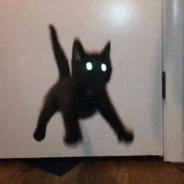 27 Cat Pictures Taken At Exactly The Right Moment 27 Cat Pictures Taken At Exactly The Right Moment
