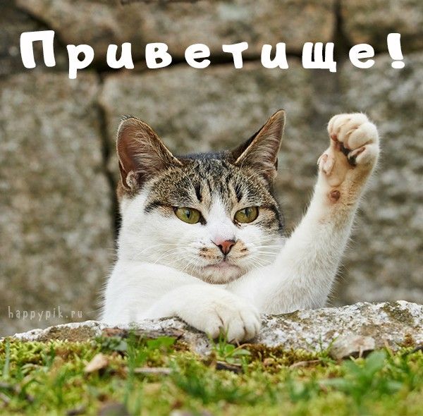 Красивые картинки Здравствуйте – скачать бесплатно Красивые картинки Здравствуйте – скачать бесплатно