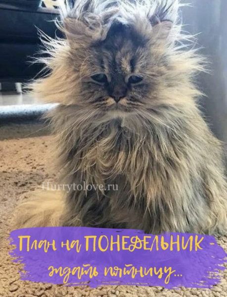 Картинки с понедельником: прикольные и смешные открытки с надписями Картинки с понедельником: прикольные и смешные открытки с надписями