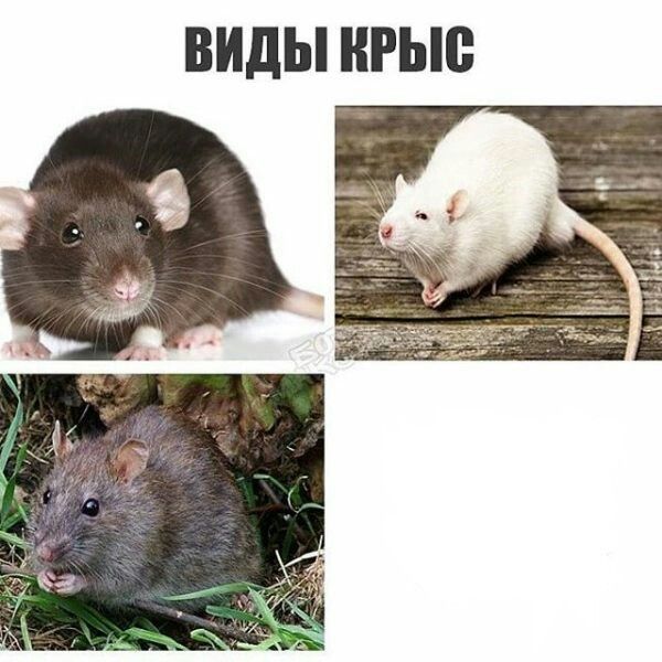 Создать комикс мем “виды крыс мем, крупная крыса, крыса черная” Создать комикс мем “виды крыс мем, крупная крыса, крыса черная”