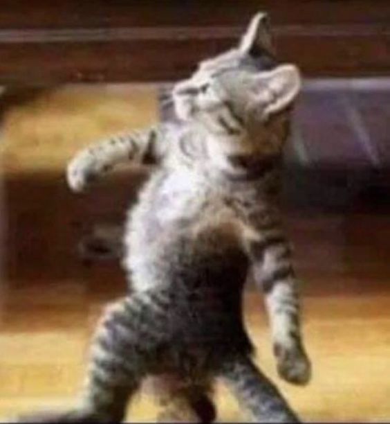 240 Best Cat Memes and Images For Funny Captions 240 Best Cat Memes and Images For Funny Captions