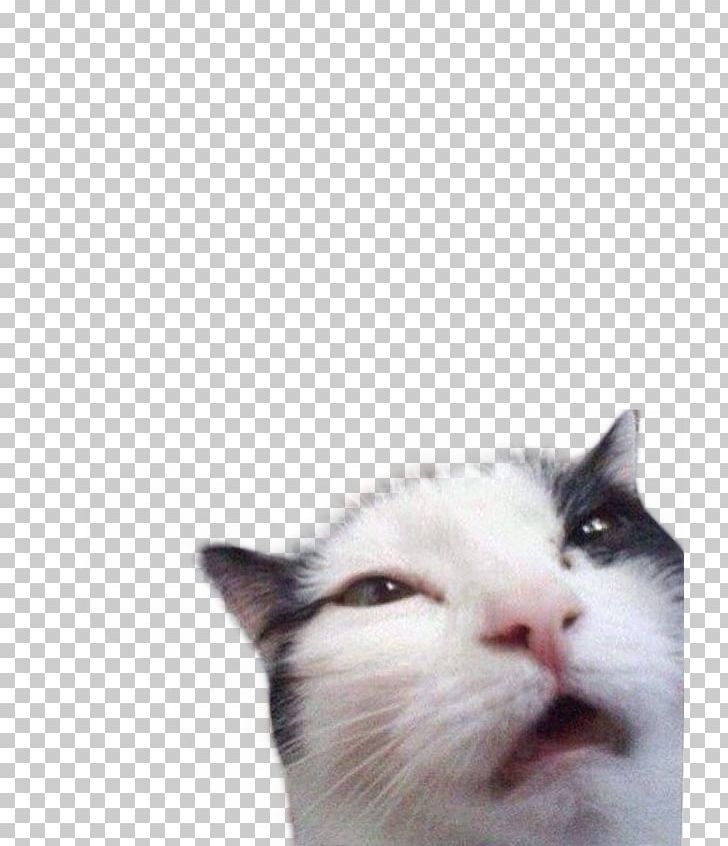 Whiskers Meme Sticker Aegean Cat PNG – Free Download