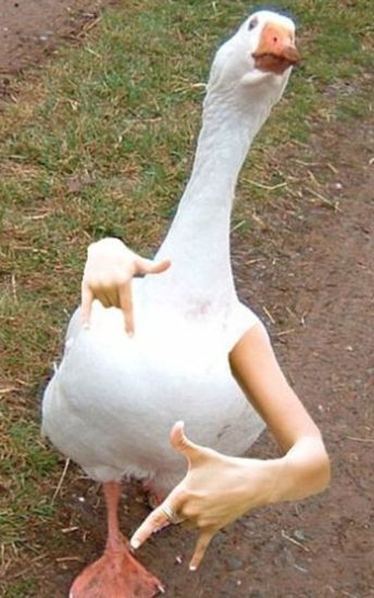 Birds With Arms-The Internet Puts Arms In Birds And The Result Is Impossible Not To Laugh | Funny animal jokes, Funny animals, Animal jokes