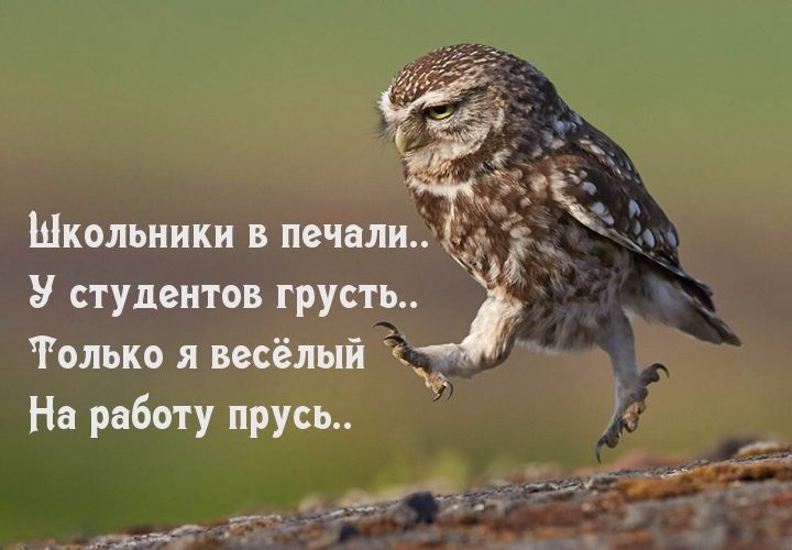 Картинки с надписями “Прикольные” (2738 шт.) Картинки с надписями “Прикольные” (2738 шт.)