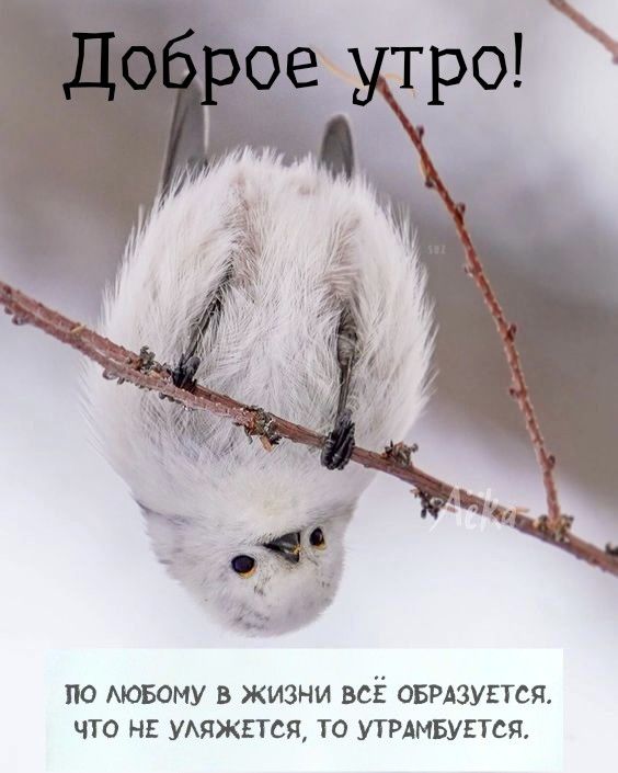 Доброе утро Доброе утро