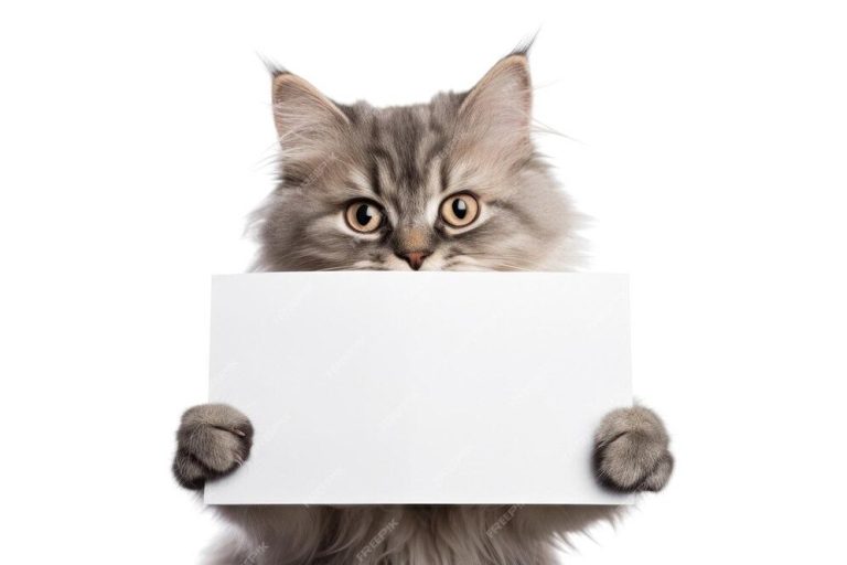 Cat holding paper isolated white background medium closeup front view | Premium AI-generated image Cat holding paper isolated white background medium closeup front view | Premium AI-generated image