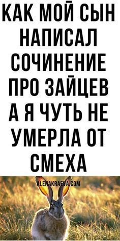 Как мой сын написал сочинение про зайцев Как мой сын написал сочинение про зайцев