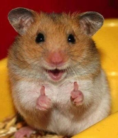 18 Animales que posaron para las cámaras como modelos profesionales 18 Animales que posaron para las cámaras como modelos profesionales