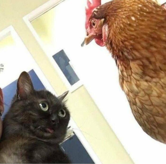 50 Cats That May Leave You Laughing So Hard You’ll Forget All Your Worries For A Minute (New Pics) 50 Cats That May Leave You Laughing So Hard You’ll Forget All Your Worries For A Minute (New Pics)