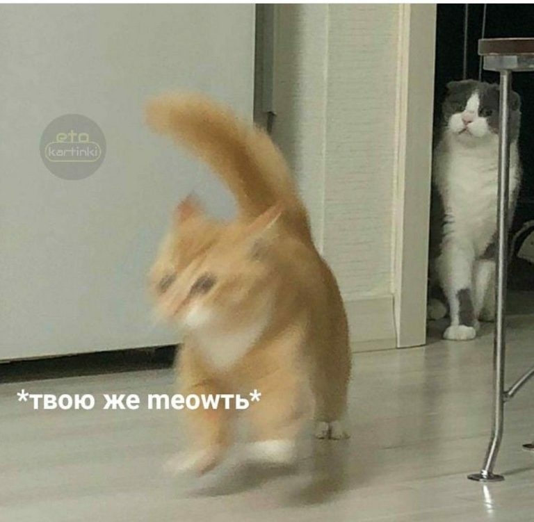 Картиночки с котиками😺смешнявки с котиками😺gngrvl Картиночки с котиками😺смешнявки с котиками😺gngrvl