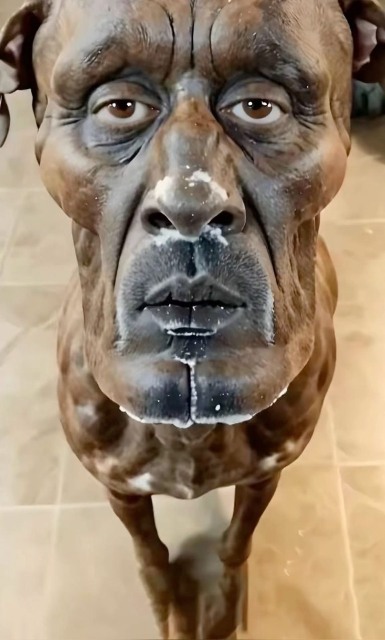 Chien homme Chien homme
