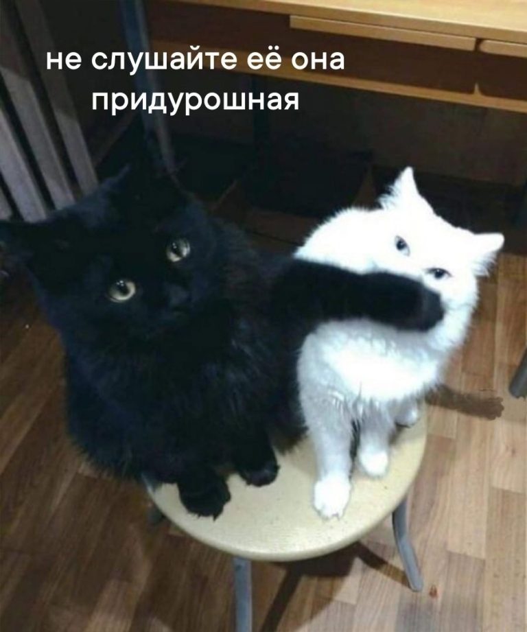 мемы с котами