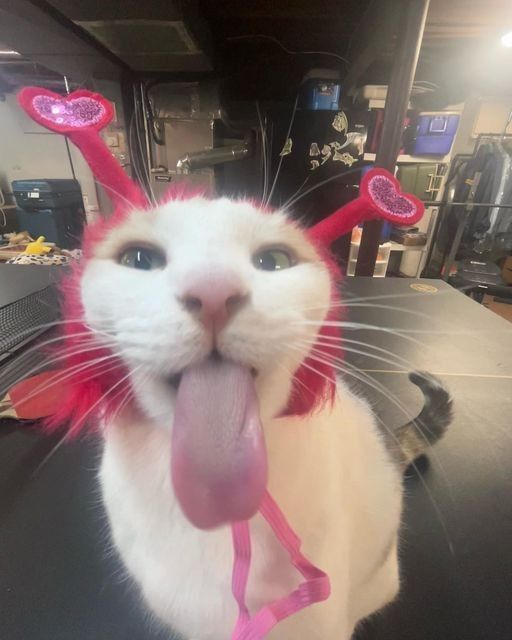 Results for quiz What silly cat r u Results for quiz What silly cat r u