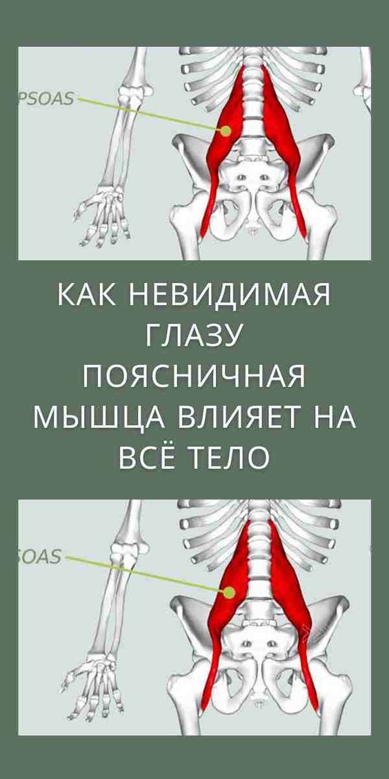 Как невидимая глазу поясничная мышца влияет на всё тело Как невидимая глазу поясничная мышца влияет на всё тело