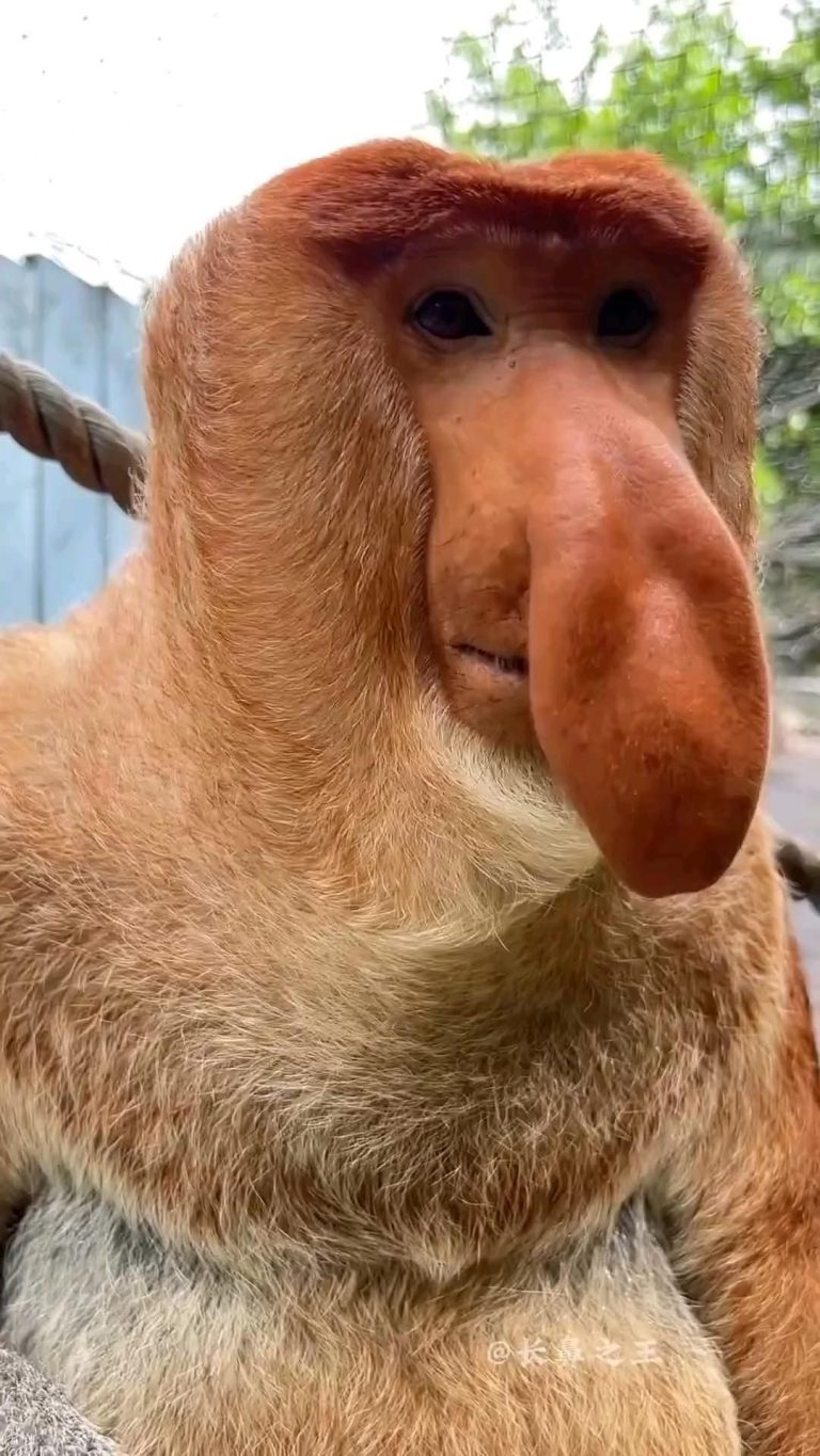 Proboscis monkey Proboscis monkey