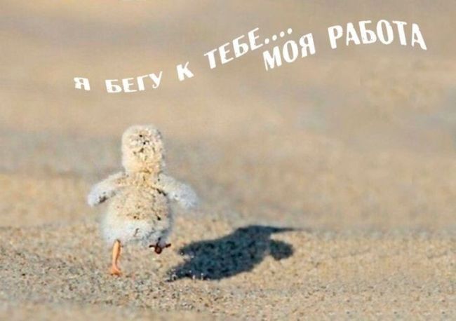 Весёлые картинки с добрым утром скачать бесплатно Весёлые картинки с добрым утром скачать бесплатно