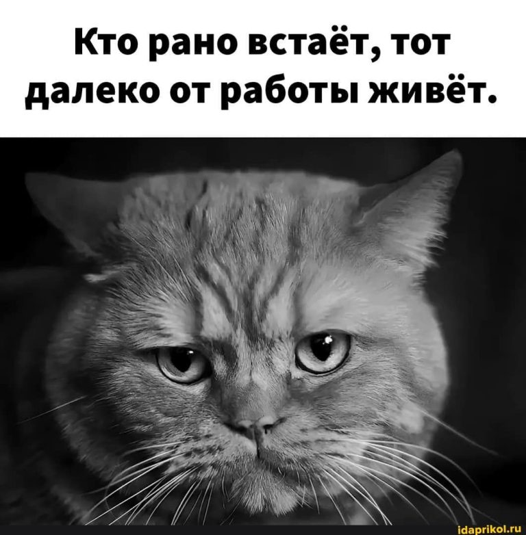 Кто рано встаёт, тот далеко от работы живёт. – АйДаПрикол Кто рано встаёт, тот далеко от работы живёт. – АйДаПрикол