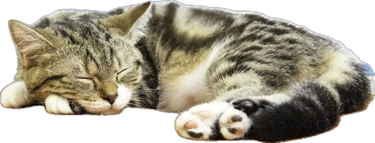 Why Do Cats Sleep So Much? How Many Hours A Day Do Cats Sleep? Why Do Cats Sleep So Much? How Many Hours A Day Do Cats Sleep?