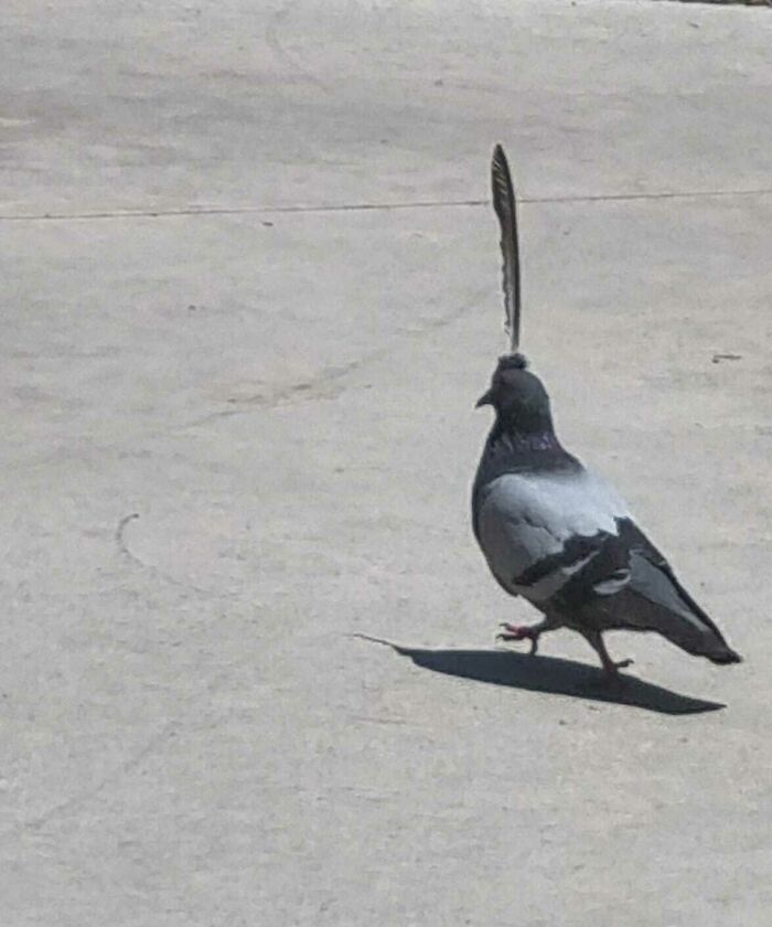 I Found A Pidgeon With One Feather Sticking Out Of It’s Head I Found A Pidgeon With One Feather Sticking Out Of It’s Head