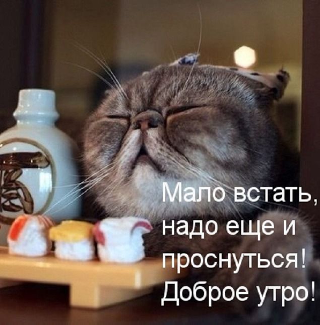 Прикольные картинки с добрым утром (61 фото) 🔥 BipBap.ru Прикольные картинки с добрым утром (61 фото) 🔥 BipBap.ru