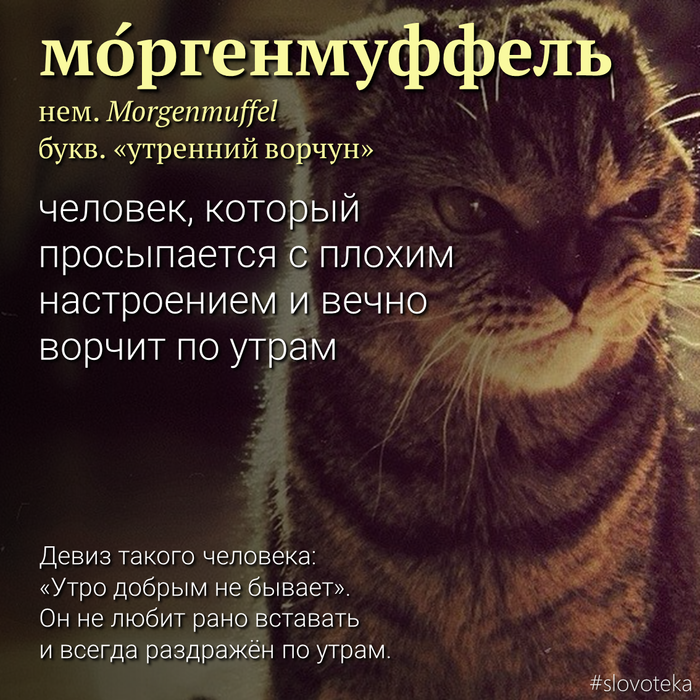 Моргенмуффель Моргенмуффель
