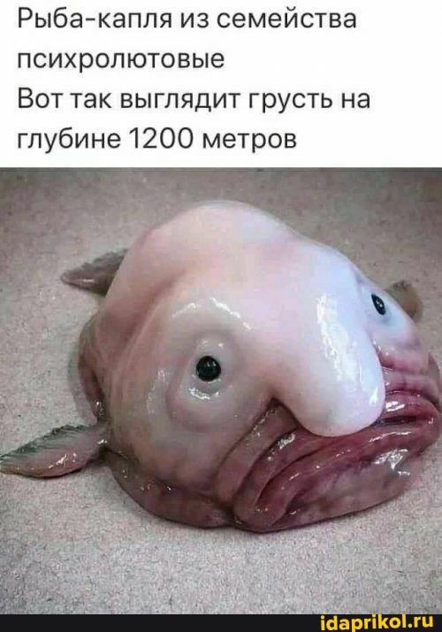 Рыба-капля из семейства психролютовые Вот так выглядит грусть на глубине 1200 метров – АйДаПрикол Рыба-капля из семейства психролютовые Вот так выглядит грусть на глубине 1200 метров – АйДаПрикол