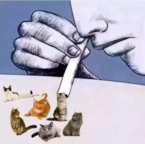 Что означает словосочетание 吸猫 «курить кошку»? Что означает словосочетание 吸猫 «курить кошку»?