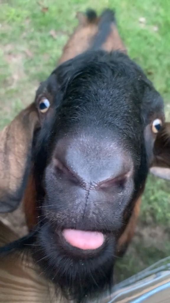 Hilarious Animal Moments Compilation Hilarious Animal Moments Compilation