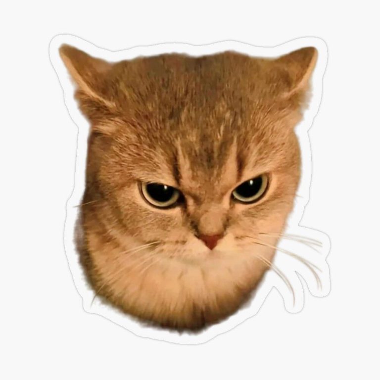 “Cat” Sticker for Sale by Selling4Fun123 “Cat” Sticker for Sale by Selling4Fun123