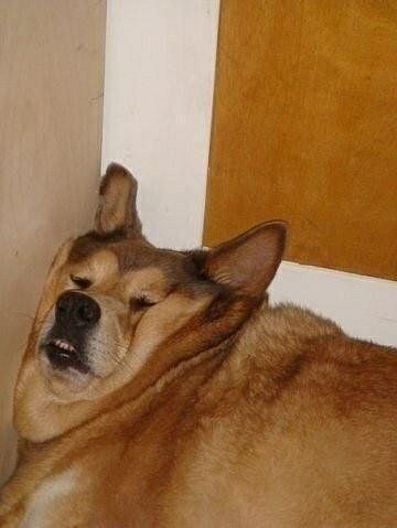 95 Fat Dog Names 95 Fat Dog Names