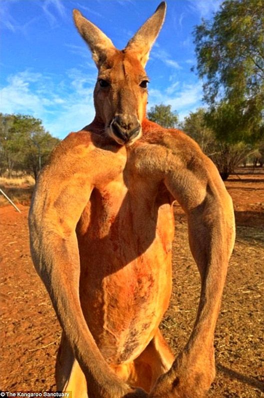 Roger The Kangaroo Roger The Kangaroo