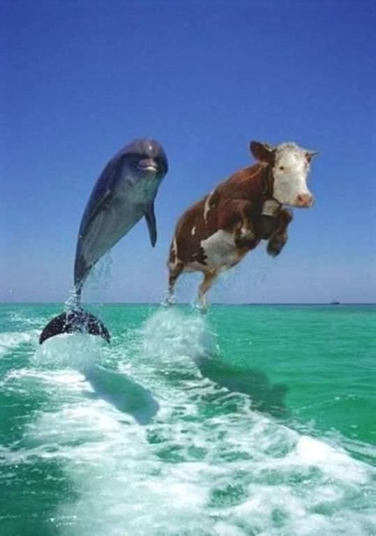 Amusing Animal Antics Picture Gallery Amusing Animal Antics Picture Gallery