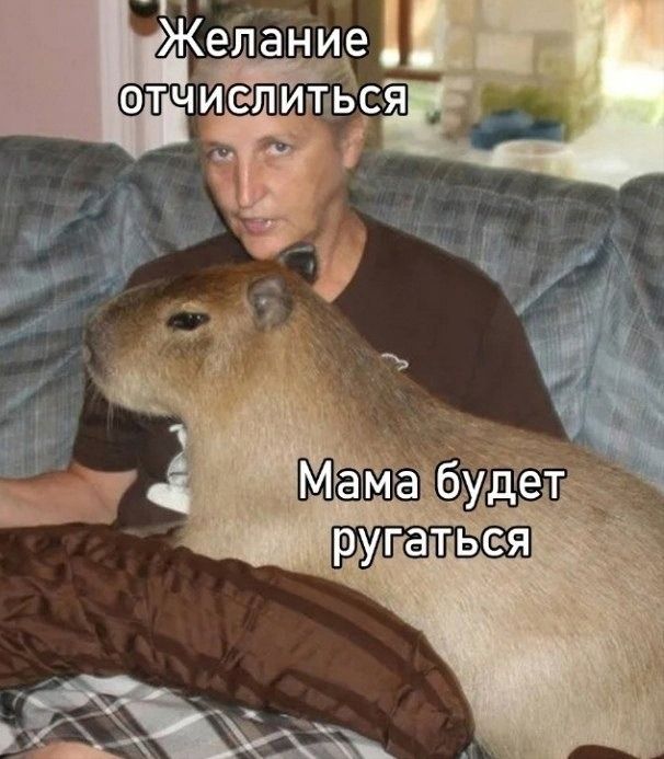 Мемы про студентов Мемы про студентов