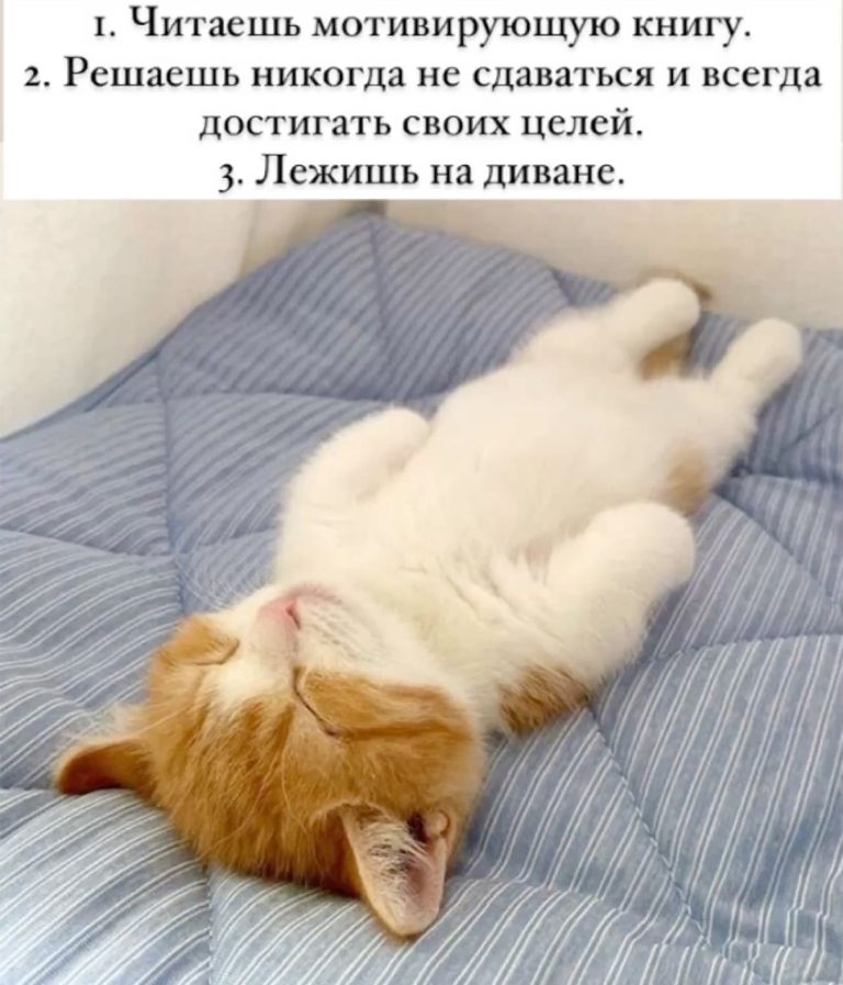 Кошки, мемы, юмор Кошки, мемы, юмор