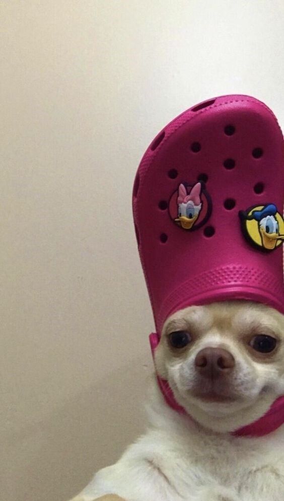 10 Photos of Smiling Dogs to Make You Smile 10 Photos of Smiling Dogs to Make You Smile