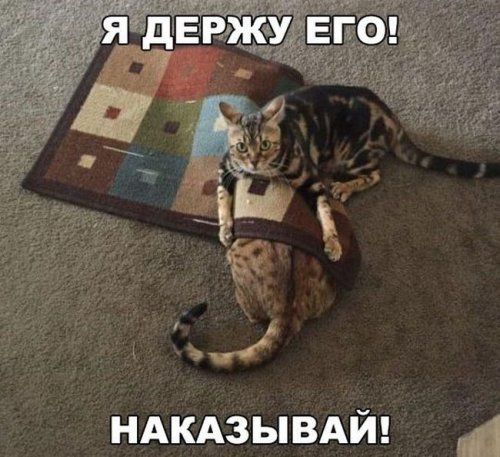 Прикольности в картинках и фото (20.12.2016) Прикольности в картинках и фото (20.12.2016)