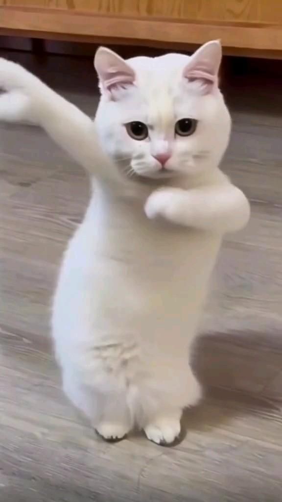 Beautiful cat dances to the beat of the music