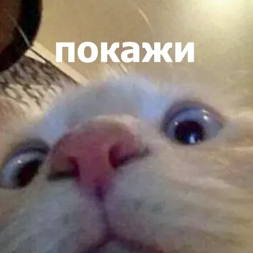 Набор стикеров для Telegram «Забавные животные 4» Набор стикеров для Telegram «Забавные животные 4»