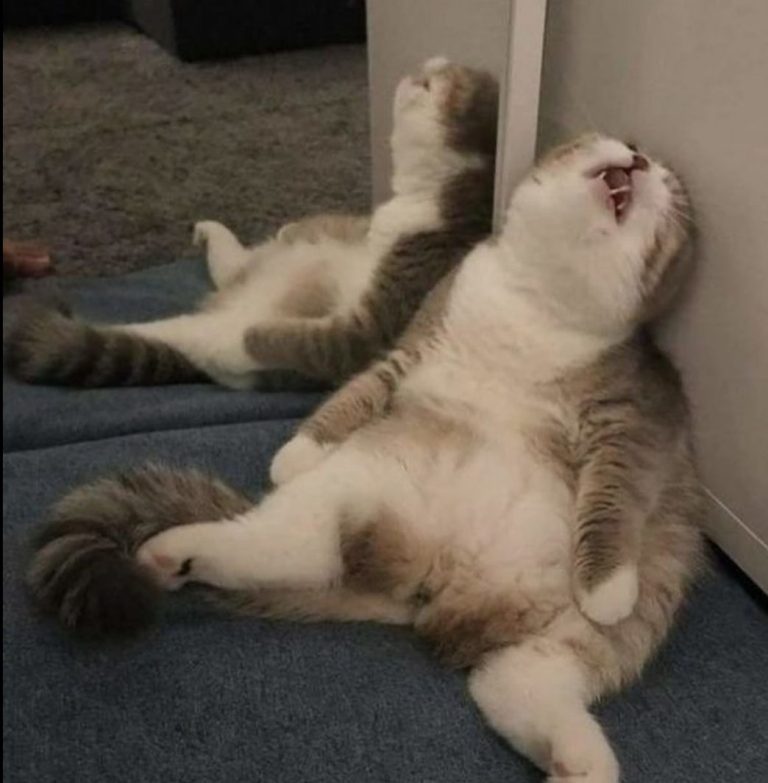 tired catzy tired catzy