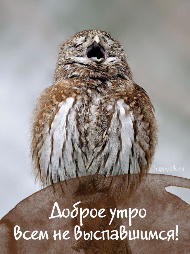 Веселые картинки “Доброе утро” (41 фото) Веселые картинки “Доброе утро” (41 фото)