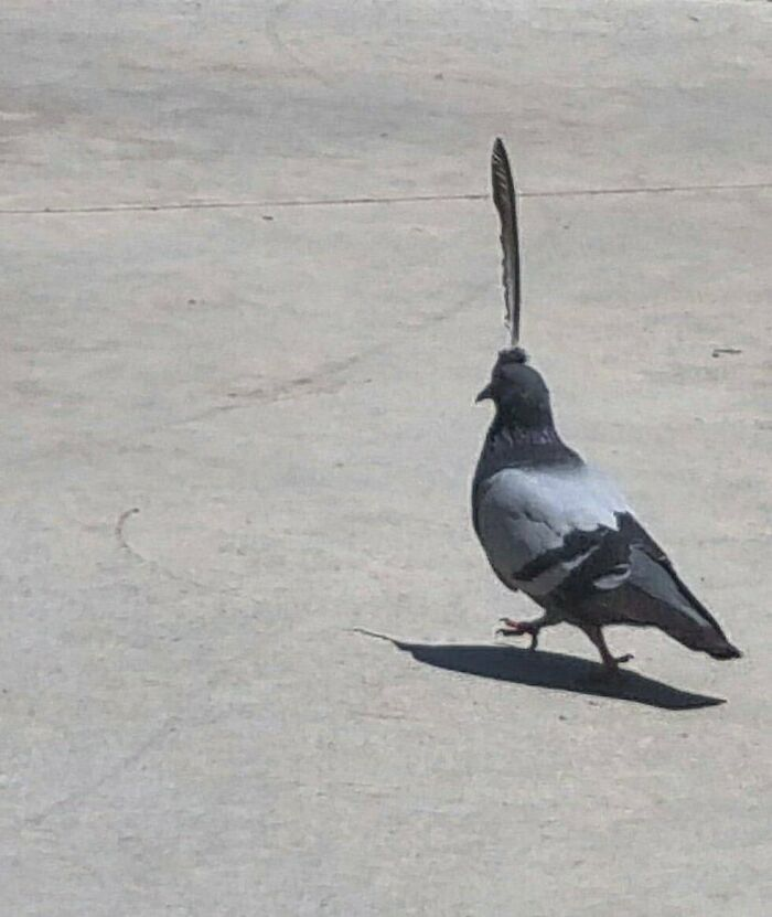 ‘Not My Animal’: 40 Animal Pics That Just Don’t Make Any Sense, As Shared On This Instagram Account ‘Not My Animal’: 40 Animal Pics That Just Don’t Make Any Sense, As Shared On This Instagram Account