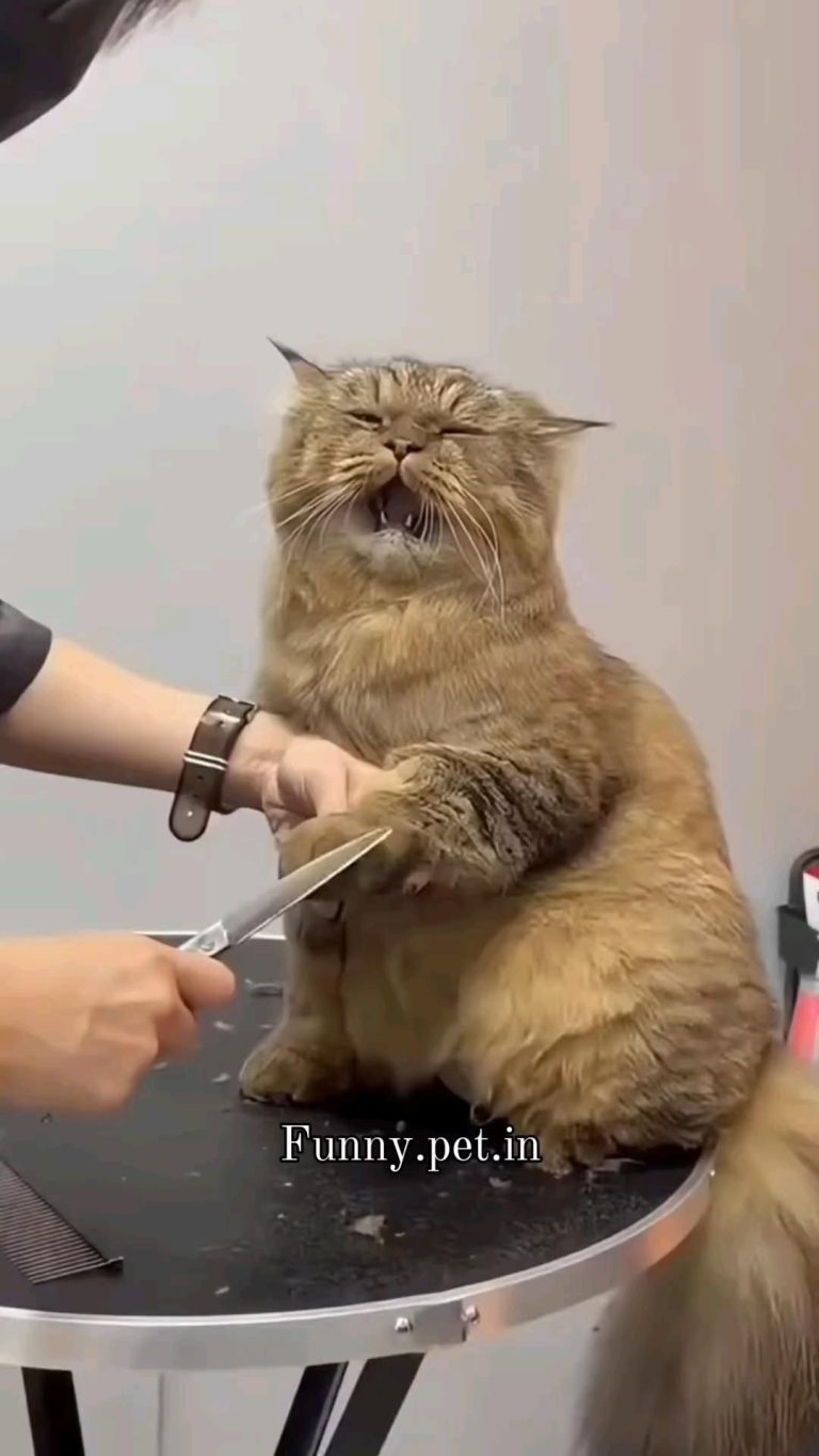 FUNNY CAT πΊ FUNNY CAT πΊ