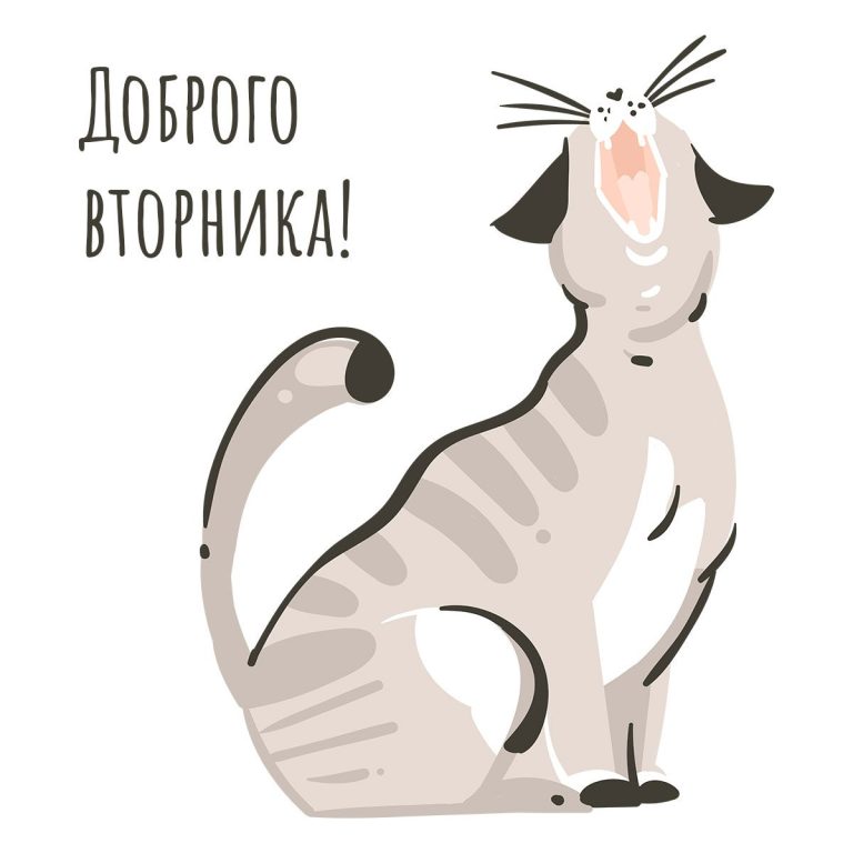 Кошка вторника: пожелания с добрым утром – инстапик Кошка вторника: пожелания с добрым утром – инстапик