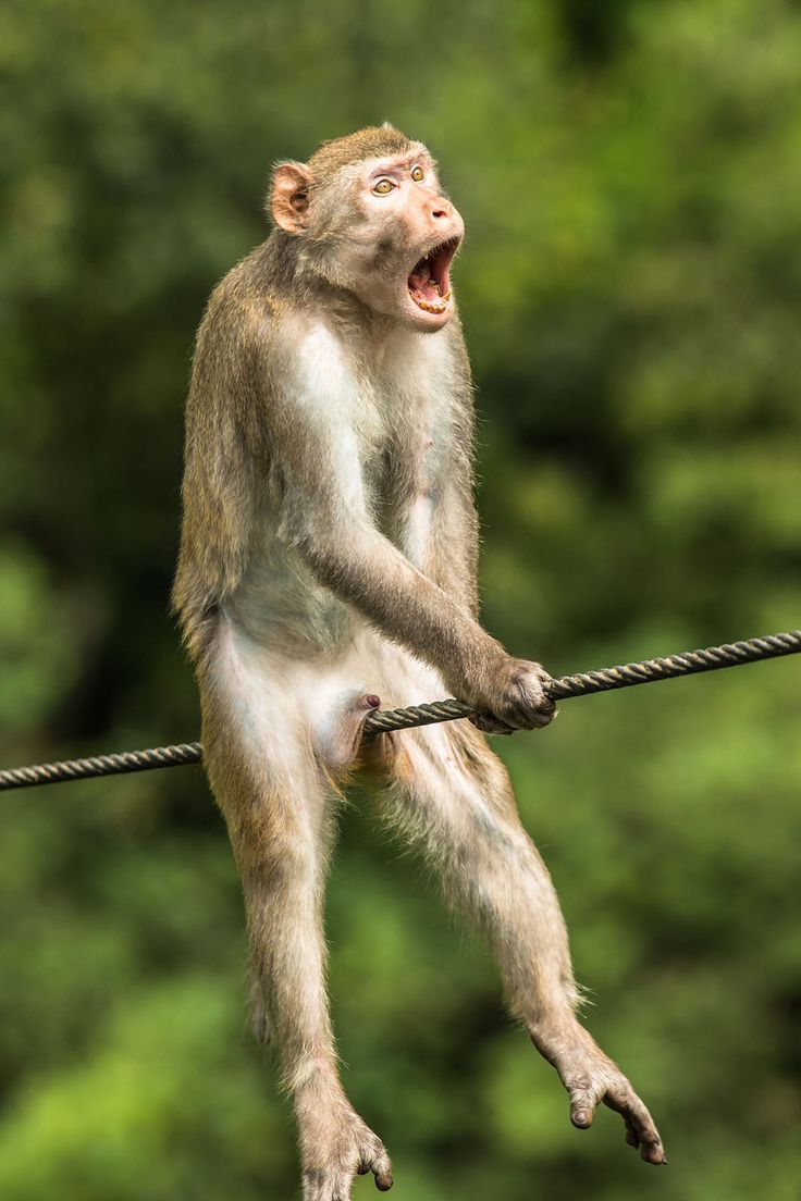 Voici les finalistes du concours de la photo animale la plus amusante de 2021 Voici les finalistes du concours de la photo animale la plus amusante de 2021