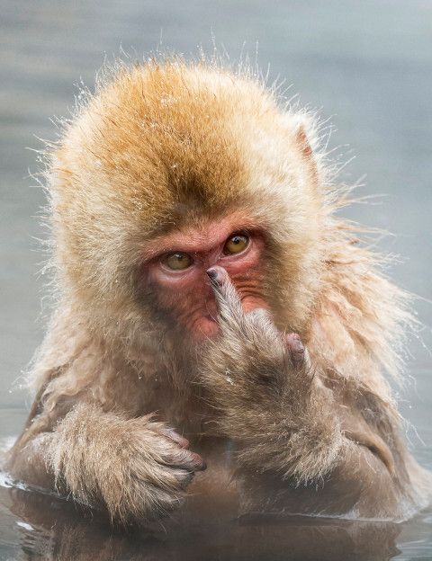 We present the most badass monkey you will ever meet We present the most badass monkey you will ever meet