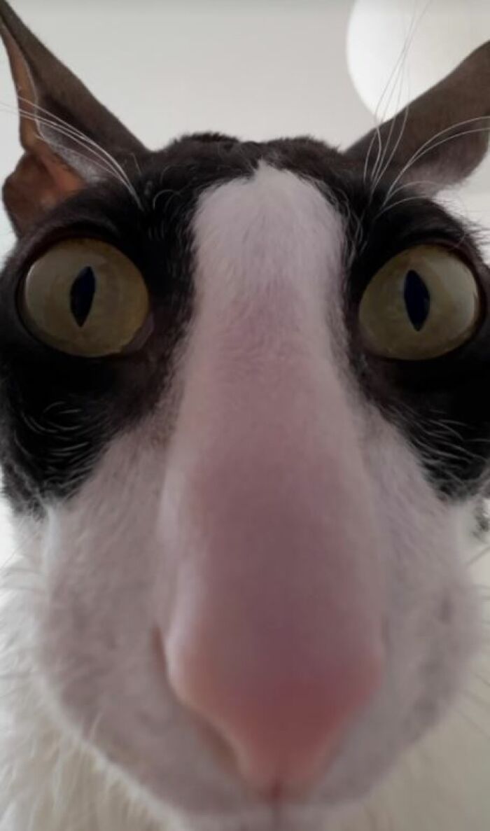 I-Am-A-Photographer-Tiktok-Trend-Funny I-Am-A-Photographer-Tiktok-Trend-Funny