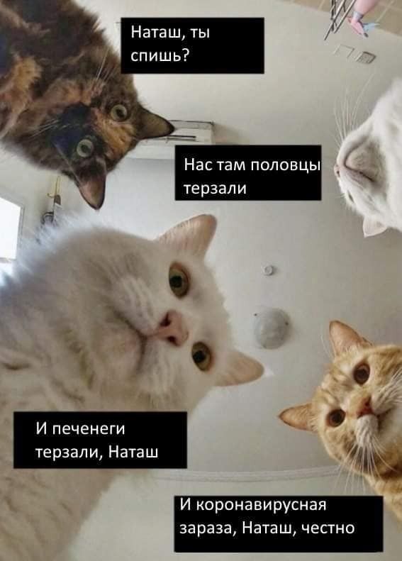 «Наташ, вставай! Мы уронили вообще все!»: на фоне последних событий в сети обрел популярность новый мем с котами «Наташ, вставай! Мы уронили вообще все!»: на фоне последних событий в сети обрел популярность новый мем с котами