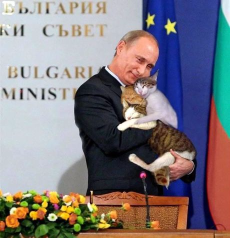 кошки и все все все…. кошки и все все все….